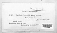 Image of Ustilago crus-galli